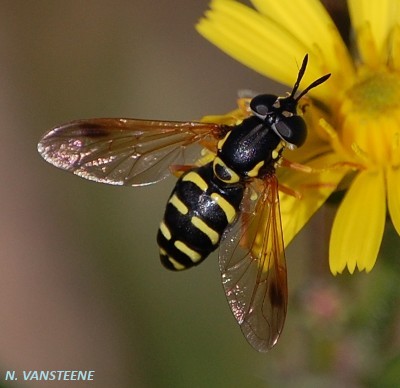 Chrysotoxum festivum